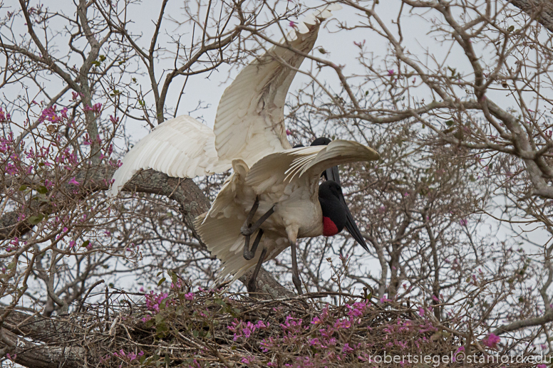 jabirus mating